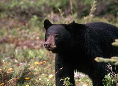 An adult American black bear in a forest