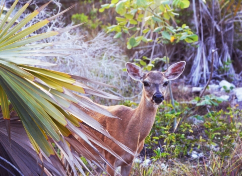 A Key deer looks around vegetation on Big Pine Key Florida.