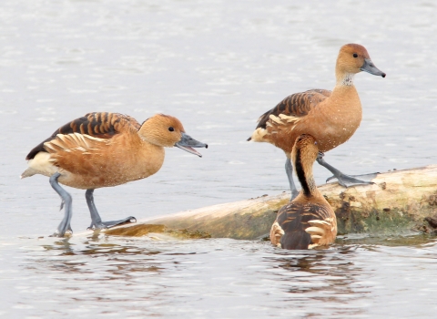 Three orange/brown ducks on a floating log