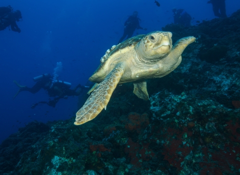 A large sea turtle swimming along a reef