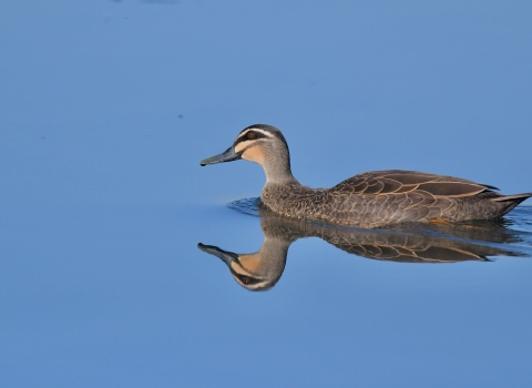 A brown and grey duck swimming in blue water