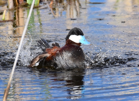 A mahogany colored duck with a sky blue beak splashing in the water