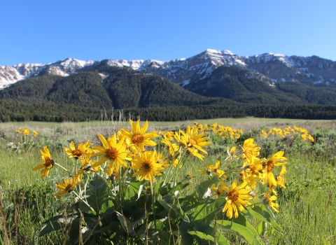 Yellow flowers in the foreground with snowcapped mountains in the background under clear blue skies.