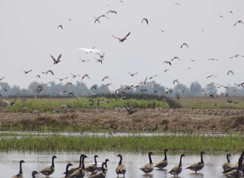 Dozens of birds make use of Don Bransford's flooded rice fields