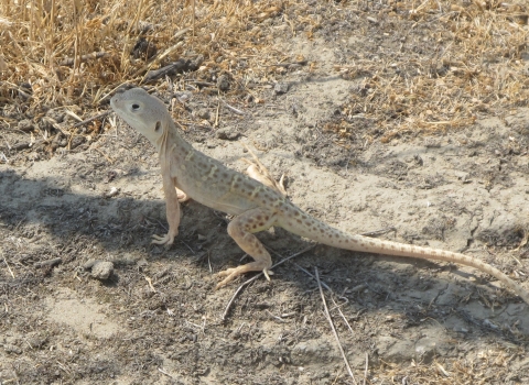 a pale leopard lizard standing in a narrow shadow on dirt