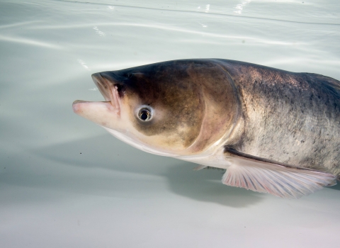 A bighead carp in a tank