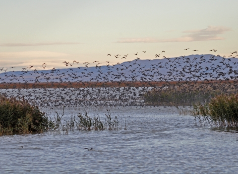 Ducks lifting off a wetlands with mountains in the background