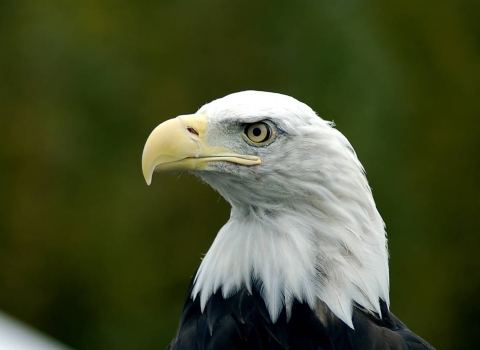 Headshot of a Bald eagle.