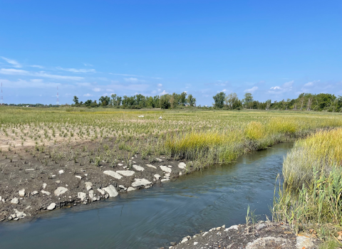 a stream flows through a vast marsh with newly planted grasses