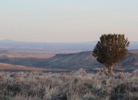 sagebrush country sunrise with lone tree