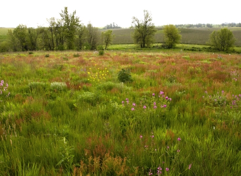 A Willamette Valley prairie in bloom. 