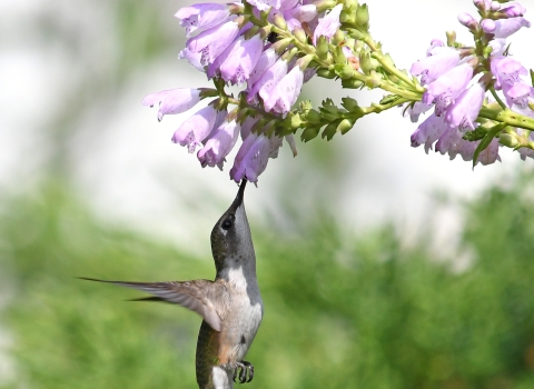 hummingbird under flowers