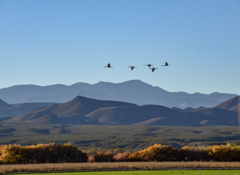 Sandhill Cranes flying over the Refuge from a distance.
