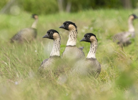 A group of Hawaiian goose in a grassy field.