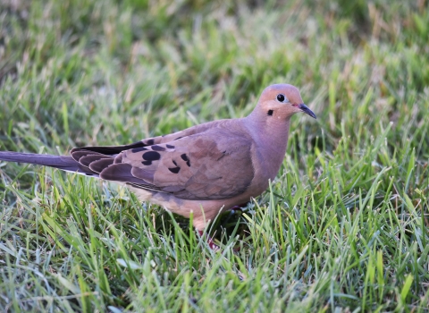 A mourning dove standing in short grass