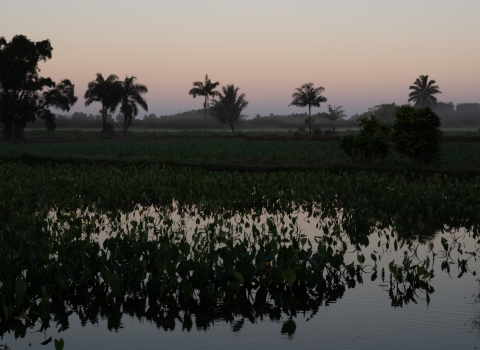 a wetlands pond just before sunrise. There are palm trees and a mountain silhouetted in the background. The sky is a muted purple fading into orange. 