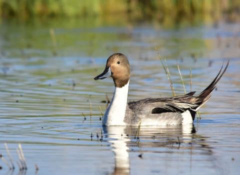 A long-necked duck with a brown head and a white neck and long tail feathers swims on a body of water.