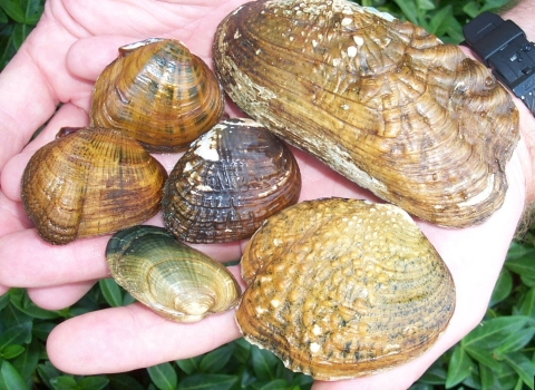 Six different mussels held by two hands