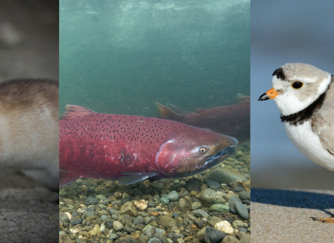 a series of five images of endangered/threatened species. From left, they are the California condor, black-footed ferret, atlantic salmon, piping plover, and polar bear.