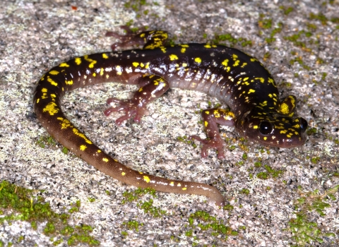 Brown salamander with yellow spots