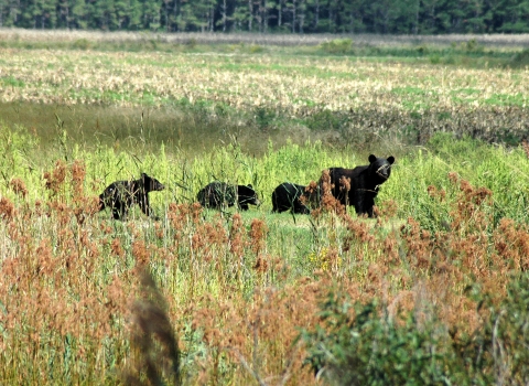 Four bears cross a field.
