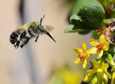 A digger bee approaches golden currant flowers