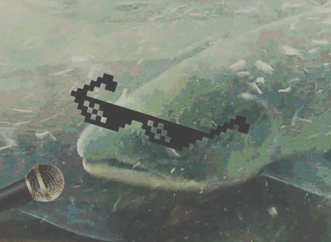 A salmon photoshopped to appear to be wearing glasses and singing into a microphone