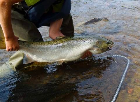 Chinook Salmon Fishing