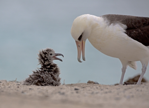 Laysan albatross chick and mom at Midway Atoll National Wildlife Refuge
