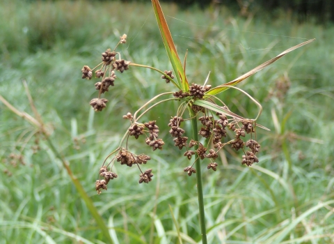 closeup of the drooping flower head of a thin, green wetland plant