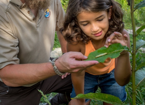 A U.S. Fish and Wildlife Service employee points out a monarch caterpillar on a milkweed plant to a girl