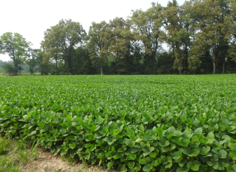 Soybean field with trees in the background
