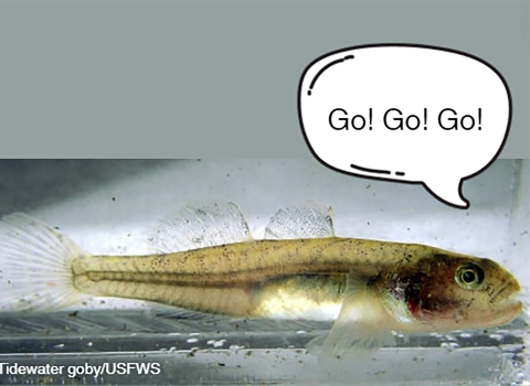 A small fish with a text bubble that reads "Go! Go! Go!"