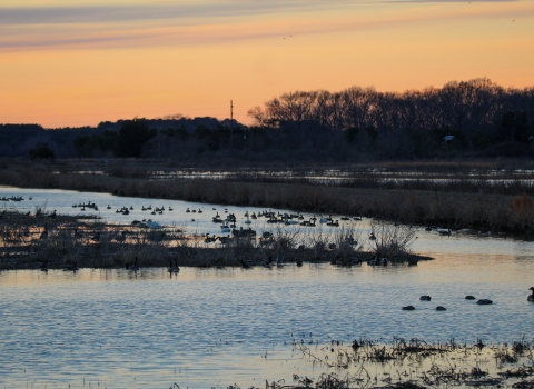 Wetland with birds in low light