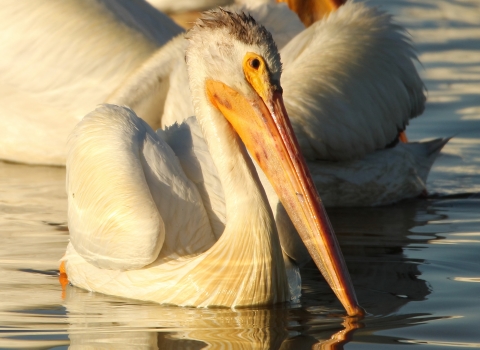 American white pelican at Bear River Migratory Bird Refuge