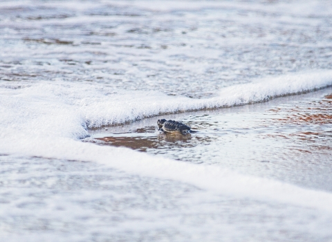 hatchling release at South Padre Island. Endangered and/or Threatened species