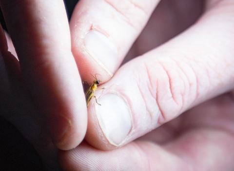 Biologist holds Bethany Beach firefly to confirm species markings