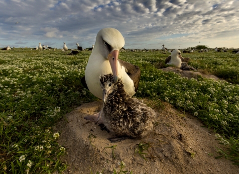 Laysan albatross tends to fluffy chick on dirt among other marine birds.