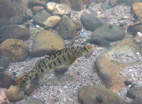 A striped fish, Roanoke logperch, swims along a rocky stream.