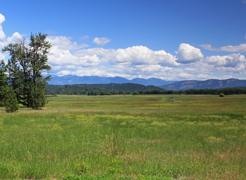 Scenic view overlooking a grassy field and distant wetland