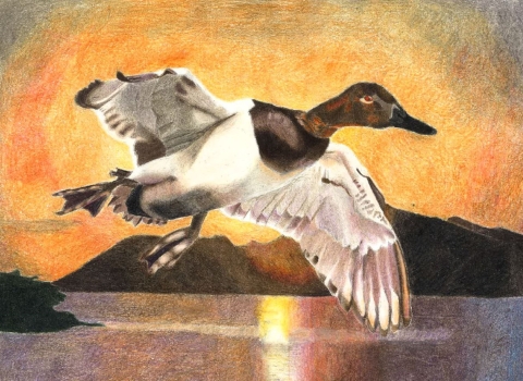 Male Canvasback 