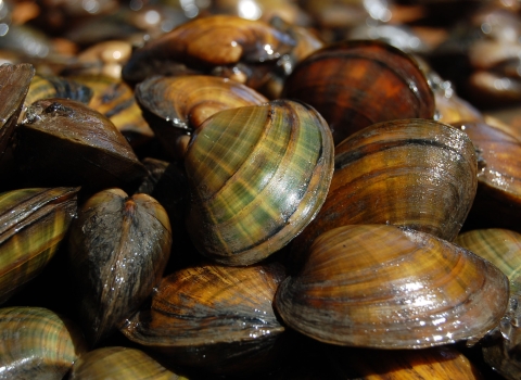 A pile of Higgins Eye Pearly Mussels facing many different directions with light glinting off their shells.