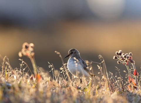 small bird among grass and plants