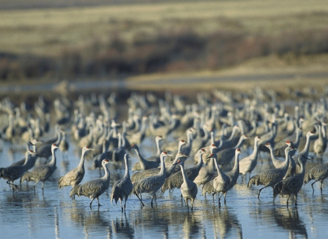 Sandhill Cranes at Muleshoe National Wildlife Refuge