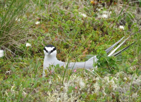 A close up of an Aleutian Tern sitting on its nest in low ground vegetation.