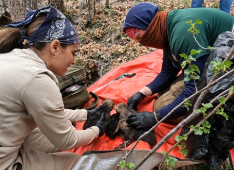 Biologists mix pups together at a Mexican wolf foster event.