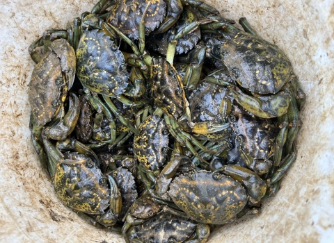 European green crabs in a bucket