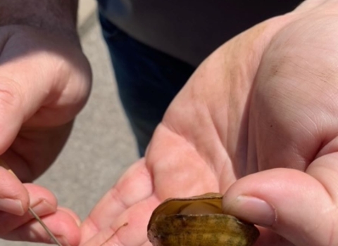 Western Fanshell mussel next to it's conglutinate