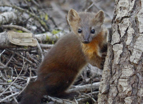 Coastal marten facing the camera.