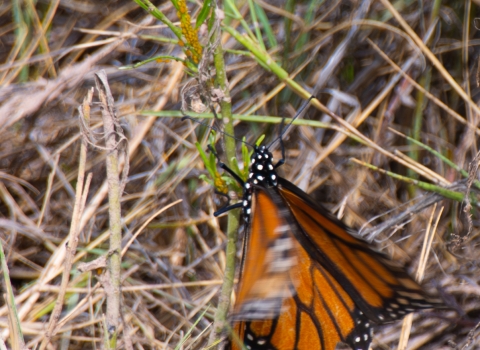 A monarch butterfly crawls on a small whorled milkweed amidst dried grass and shrubs.